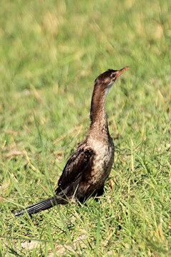 Long-tailed Cormorant - Phalacrocorax africanus