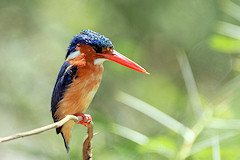 Malachite Kingfisher - Alcedo cristata