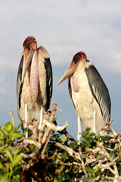 Marabou Storks - Leptoptilos crumeniferus, at their nest