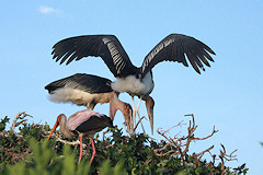 Marabou Storks - Leptoptilos crumeniferus, at their nest