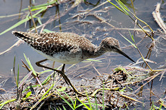 Marsh Sandpiper - Tringa stagnatilis