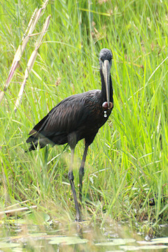 Open-billed Stork - Anastomus lamelligerus, eating a snail