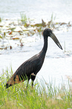 Open-billed Stork - Anastomus lamelligerus, showing its open bill