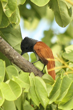 Paradise Flycatcher - Terpsiphone viridis