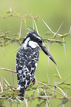 Pied Kingfisher - Ceryle rudis