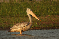 Pink-backed Pelican - Pelecanus rufescens