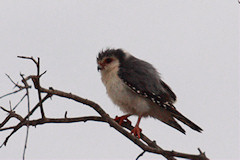 Pygmy Falcon - Polihierax semitorquatus