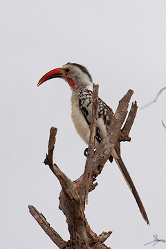 Red-billed Hornbill - Tockus erythrorhynchus