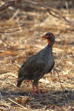 Red-necked Spurfowl - Francolinus afer