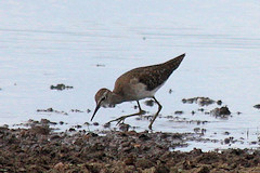 Ruff - Philomachus pugnax