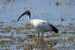 Sacred Ibis - Threskiornis aethiopicus