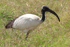 Sacred Ibis - Threskiornis aethiopicus