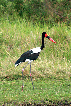 Saddle-billed Stork - Ephippiorhynchus senegalensis