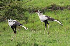 Secretary Birds - Sagittarius serpentarius