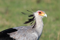 Secretary Bird close-up - Sagittarius serpentarius