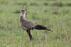 Secretary Bird with crest - Sagittarius serpentarius