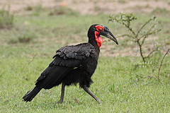 Southern Ground Hornbill - Bucorvus leadbeateri