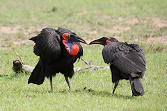 Pair of Southern Ground Hornbills - Bucorvus leadbeateri