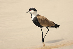 Spur-winged Plover - Vanellus spinosus