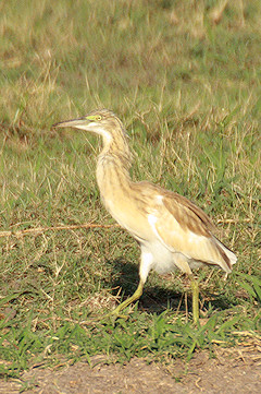 Squacco Heron - Ardeola ralloides