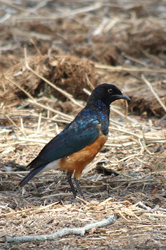 Superb Starling - Lamprotornis superbus