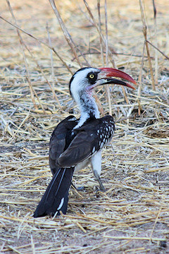 Tanzanian Red-billed Hornbill - Tockus ruahae