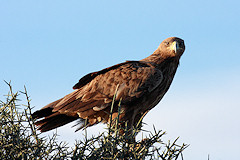 Tawny Eagle - Aquila rapax