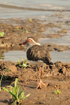 Three-banded Plover - Charadrius tricollaris