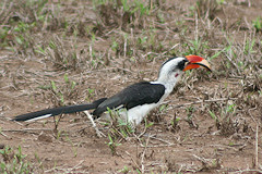 Von Der Deckens Hornbill - Tockus deckeni