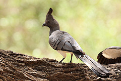 White-bellied Go-away Bird - Corythaixoides leucogaster