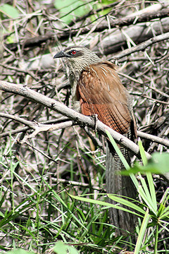 White-browed Coucal - Centropus superciliosus