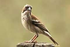 White-browed Sparrow Weaver - Plocepasser mahali