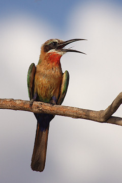 White-fronted Bee-eaters - Merops bullockoides