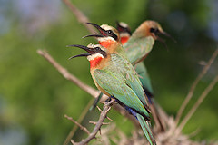 White-fronted Bee-eaters - Merops bullockoides