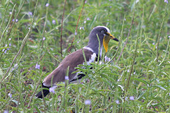 White-headed Plover - Vanellus albiceps