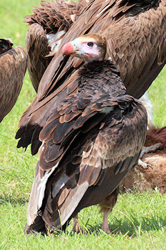 White-headed Vulture - Trigonoceps occipitalis