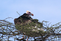 White-headed Vulture - Trigonoceps occipitalis