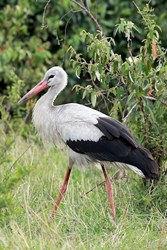 White Stork - Ciconia ciconia