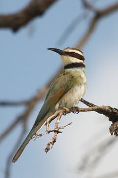 White-throated Bee-eater - Merops albicollis