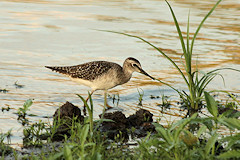 Wood Sandpiper - Tringa glareola