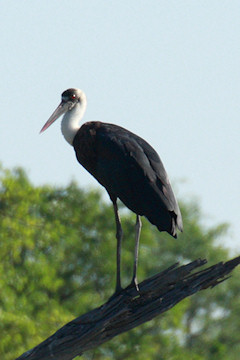 Woolly-necked Stork - Ciconia episcopus