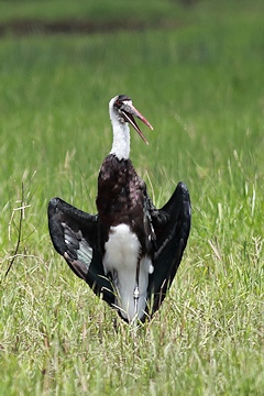 Woolly-necked Stork - Ciconia episcopus