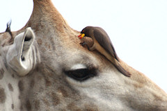 Yellow-billed Oxpecker - Buphagus africanus, on a giraffe