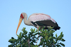 Yellow-billed Stork - Mycteria ibis