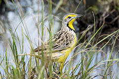 Yellow-throated Longclaw - Macronyx croceus