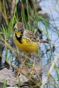 Yellow-throated Longclaw - Macronyx croceus