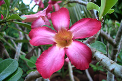 Mock Azalea - Adenium obesum