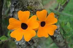 Black-eyed Susan - Thunbergia alata