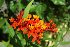 Blood Flower or Scarlet Milkweed - Asclepias curassavica