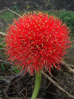 Blood Lily - Scadoxus multiflorus